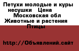 Петухи молодые и куры-несушки › Цена ­ 400 - Московская обл. Животные и растения » Птицы   